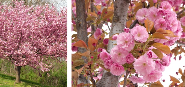 Kwanzan flowering cherry tree up close and far back
