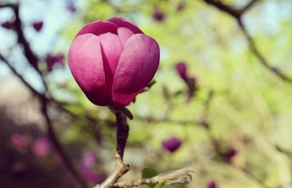 Magnolias black tulip
