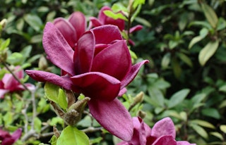 Magnolias genie