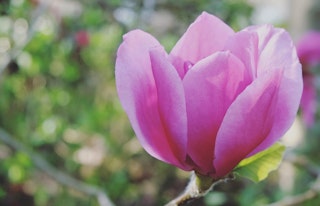 Pink magnolia flowering tree felix