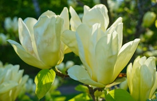 Yellow magnolia flowering tree elizabeth