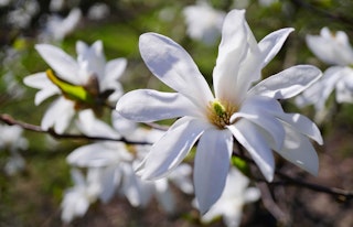 White magnolia royal star flowering tree