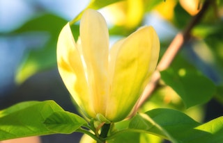 magnolia sunsation yellow tree