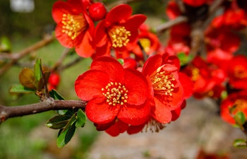 red flowering quince tree