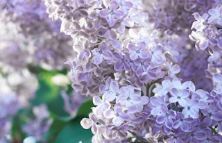 lavender lilac flowering shrub blue skies