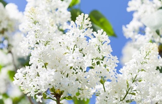 white lilac flowering shrub betsy ross