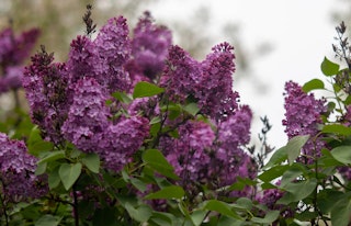 lilac flowering shrub bloomerang dark purple