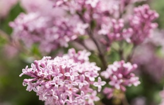 lilac flowering shrub miss kim