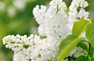 lilac flowering shrub angel white