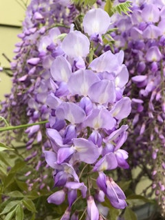 wisteria texas purple flowering shrubs
