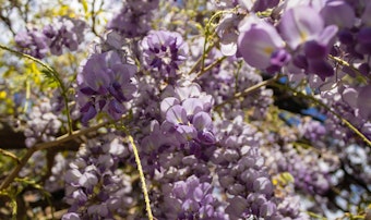 wisteria amethyst falls flowering shrubs
