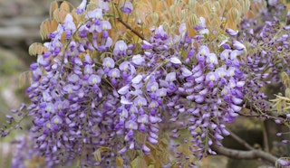 wisteria shiro-beni japanese flowering shrubs