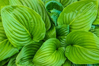 hosta august moon perennial August moon hosta