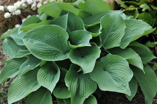 Blue angel hosta