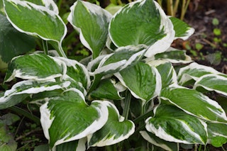 Hosta patriot Patriot hosta