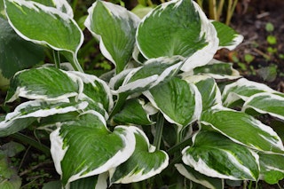 Patriot hosta