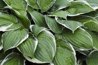 Hosta francee Francee hosta