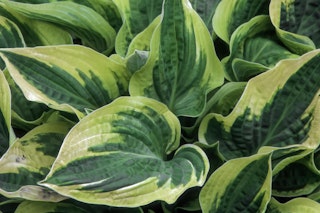 Wide brim hosta