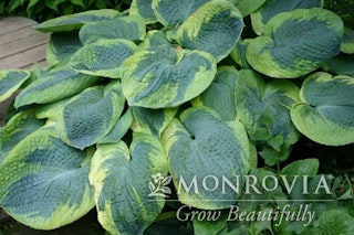 Hosta olive bailey langdon perennial Olive bailey langdon hosta Monrovia grow beautifully