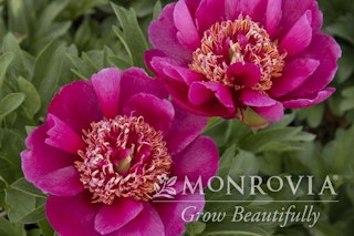 Pinkish purple early scout fernleaf peony Pinkish purple early scout fernleaf peony monrovia grow beautifully