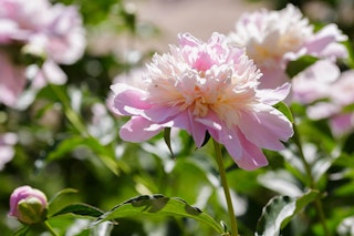 pink raspberry sundae peony