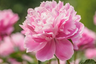 pink lady orchid peony