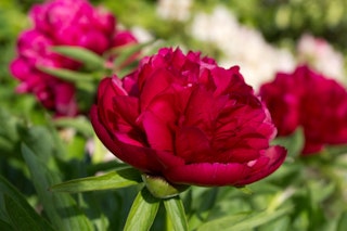 Kansas red peony