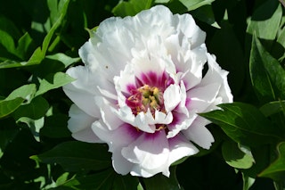 Cora louise peony