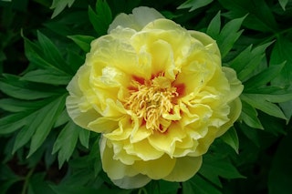 Itoh bartzella yellow peony