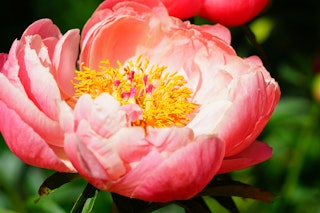 Coral charm peony