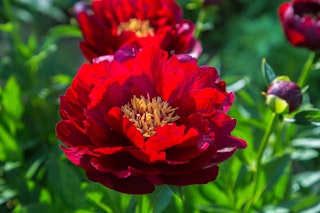 Buckeye bell red peony