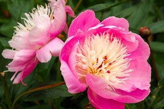 Bowl of beauty peony Bowl of beauty peony