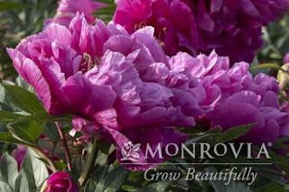 Belle toulousaine itoh peony Belle toulousaine itoh peony monrovia grow beautifully