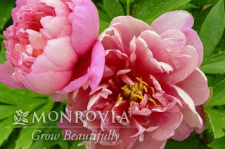 Keiko double pink itoh peony monrovia grow beautifully
