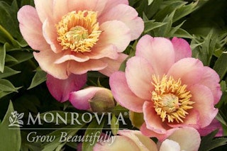 Julia rose itoh peony Monrovia grow beautifully