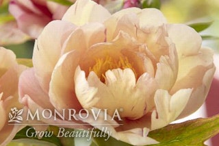 Singing in the rain peony Singing in the rain peony Monrovia grow beautifully