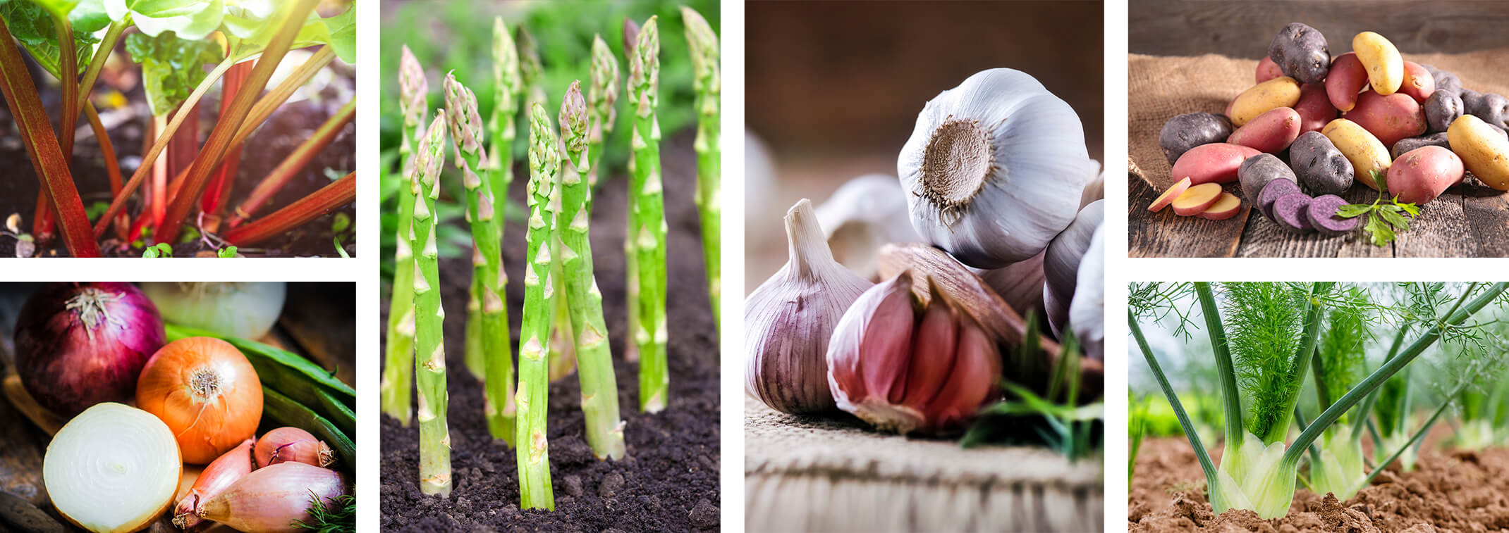 6 images: Rhubarb; onions, shallots and scallions; garlic; potatoes; and bulb fennel
