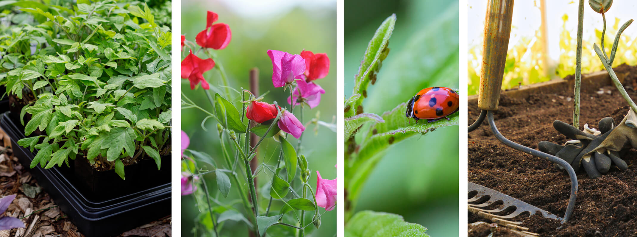 March gardening calender seedlings, sweet peas, lady bug with aphids and raisded garden