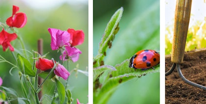 sweet peas, lady bug with aphids and readying a vegetable garden