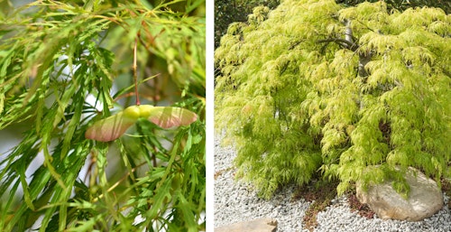 Viridis japanese maple tree Viridis japanese maple tree up close and in full view