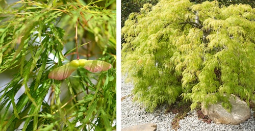 Viridis japanese maple tree up close and in full view