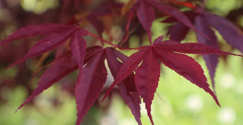 bloodgood japanese maple tree up close on leaves