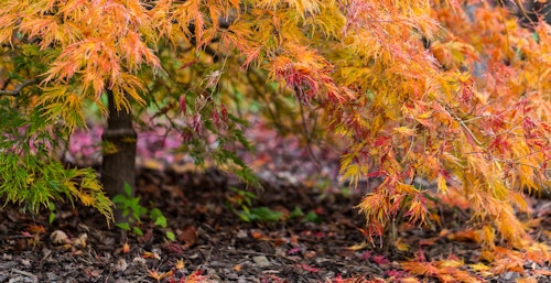 orangeola japanese maple tree