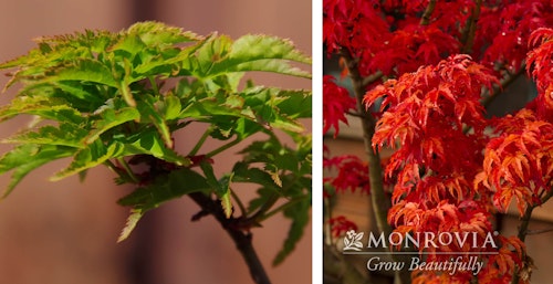 shishigashira japanese maple tree the first image is the tree with green leaves, the second image is in fall when leaves are red, Monrovia image by Doreen Wynja