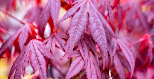 shaina japanese maple tree up close