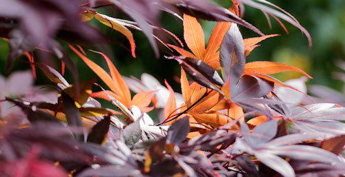 emperor one japanese maple tree up close to see the various colors of leaves