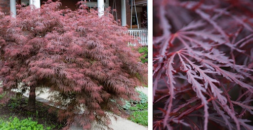 Crimson queen japanese maple tree in full view and up close to see the leaves