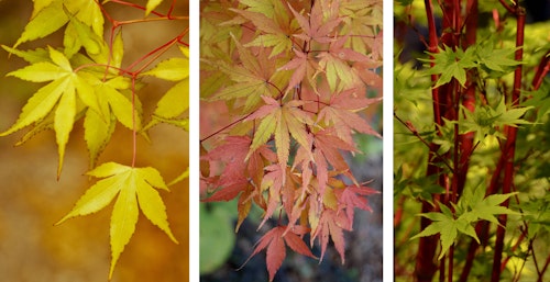 sangokaku coral bark japanese maple tree in 3 different phases when it's yellow, turning red in fall and in the spring when it's freshly green