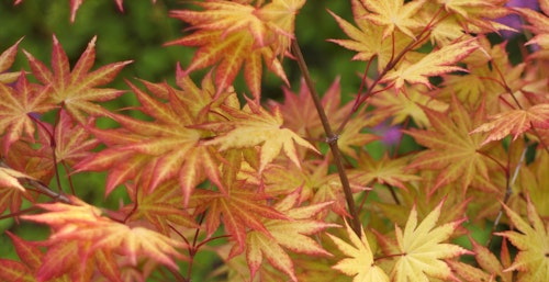 autumn moon japanese maple tree