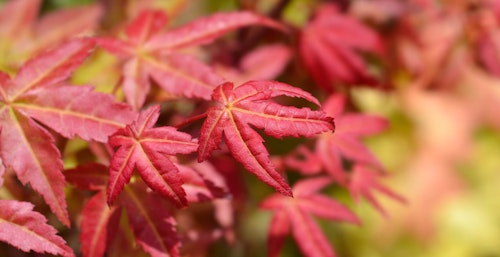 shindeshojo japanese maple tree